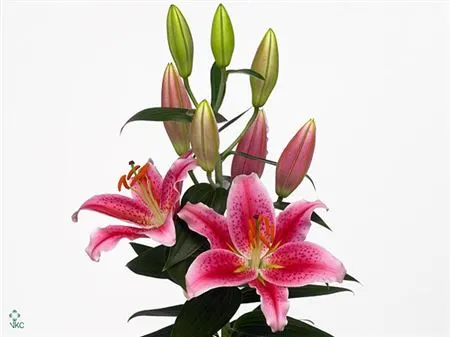 Lil Or Calvados 80 cm