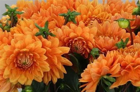 Dahlia Renate Tosio 60 cm
