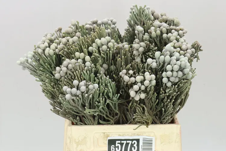 Kaaps Brunia Silver 40 cm