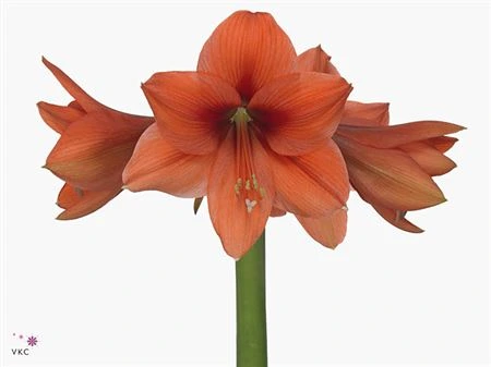 Amarylis Desire 80 cm