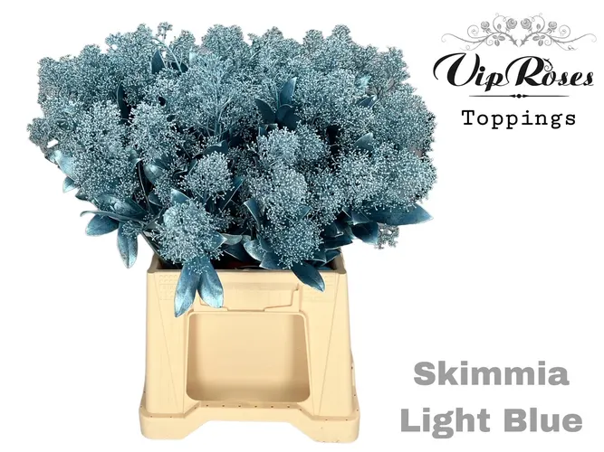 Skimmia Metallic Light Blue 45 cm