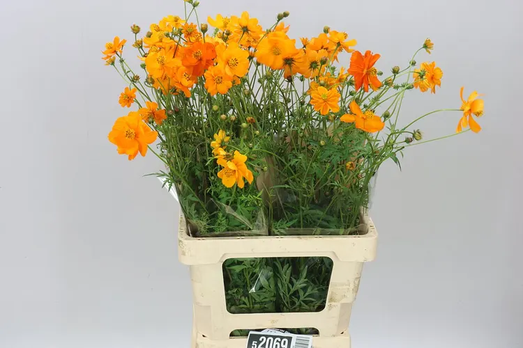 Cosmos Crest Orange 70 cm