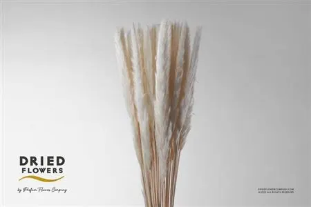 Cortaderia Fluffy By The Bunch 70 cm