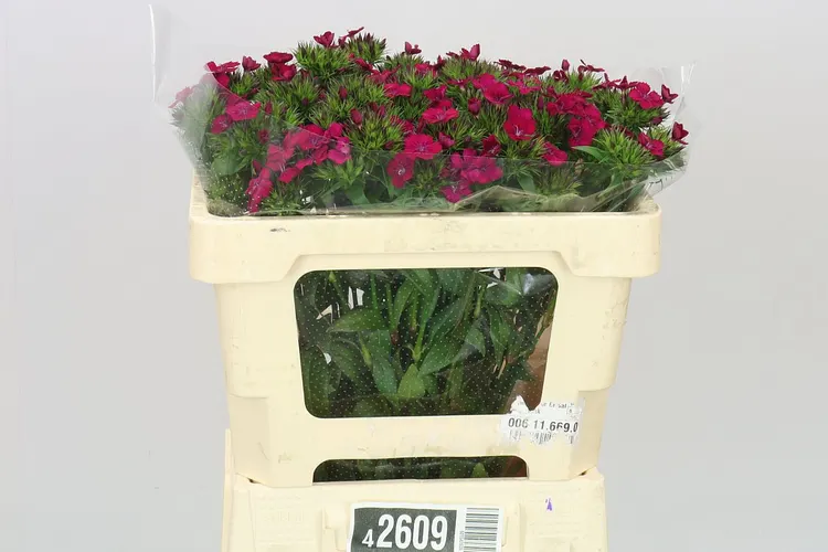 Di Barb Neon Cherry 50 cm