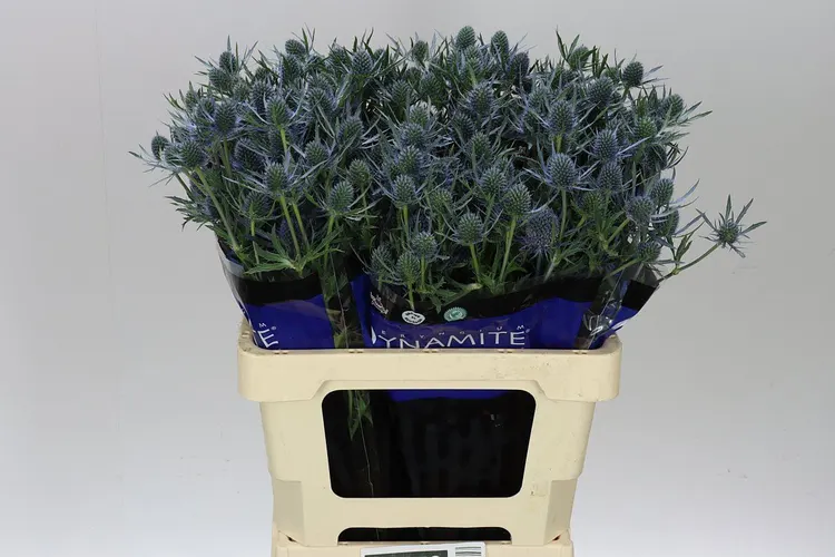 Eryngium Blue Dynamite 60 cm