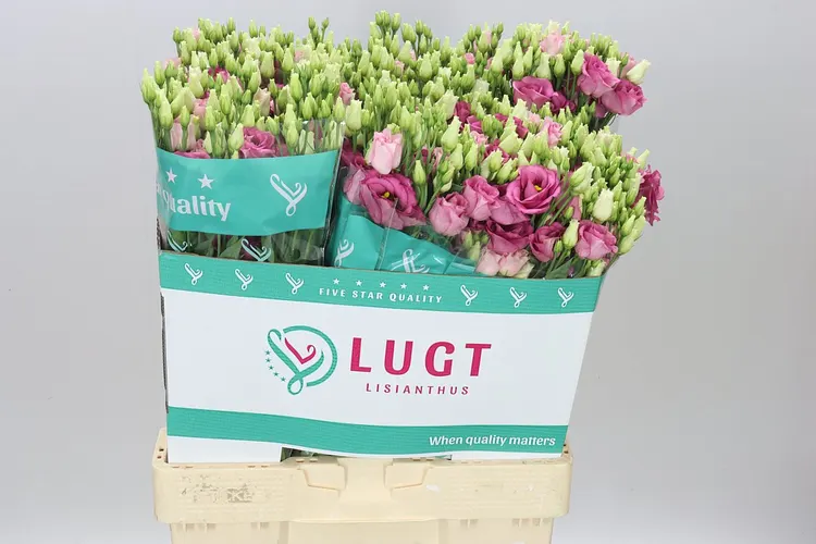 Eust Du Rosita Pink 70 cm