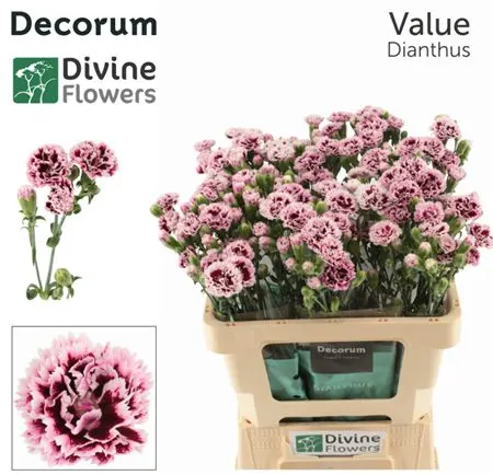 Karafiáty trsové (Spray Carnations)