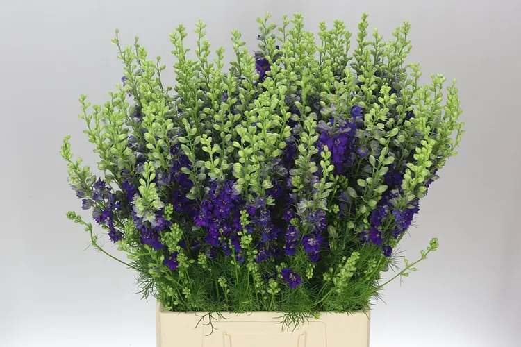 Delph Aj Blue 80 cm