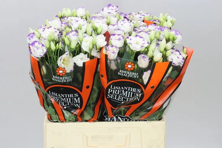 Eust Du Excal White Blue 65cm 65 cm