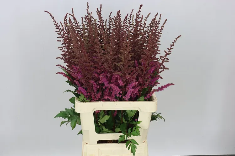 Astilbe Maggie Daley 70 cm