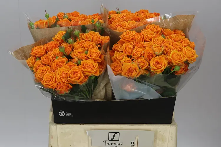 Rosa Tr Orange Queen 60 cm