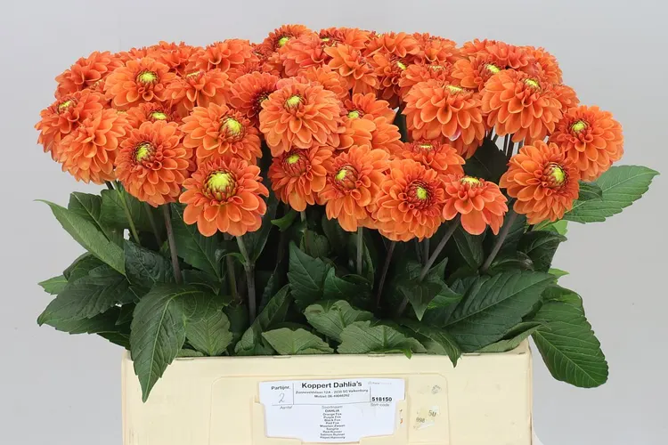 Georgína Orange Fox 60 cm