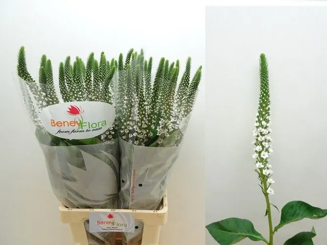 Lysimachia Moonlight 80 cm