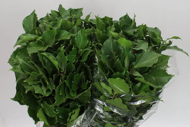Hedera Leaf 60 cm