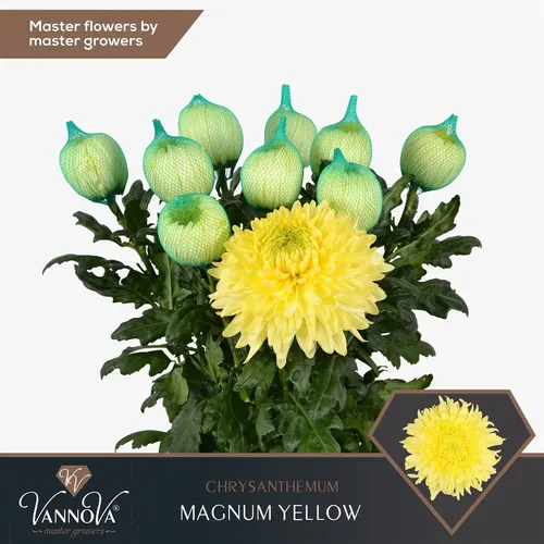 Chryzantéma veľkokvetá Magnum Yellow 70 cm