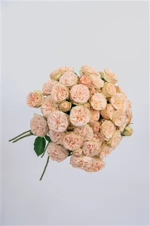 Rosa Tr Ec Gentle Trendsetter 50 cm