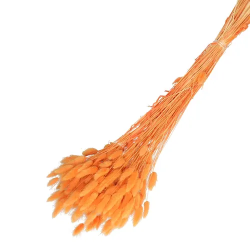 Sušené kvety dekoračné (Dried Flowers)