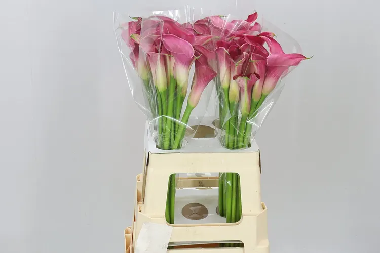 Kala Pink Jewel 65 cm