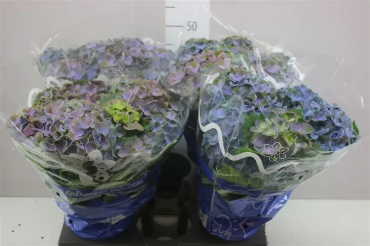 Hortenzia črepníková Gemini modro-zelená 8+ črepník 14 cm