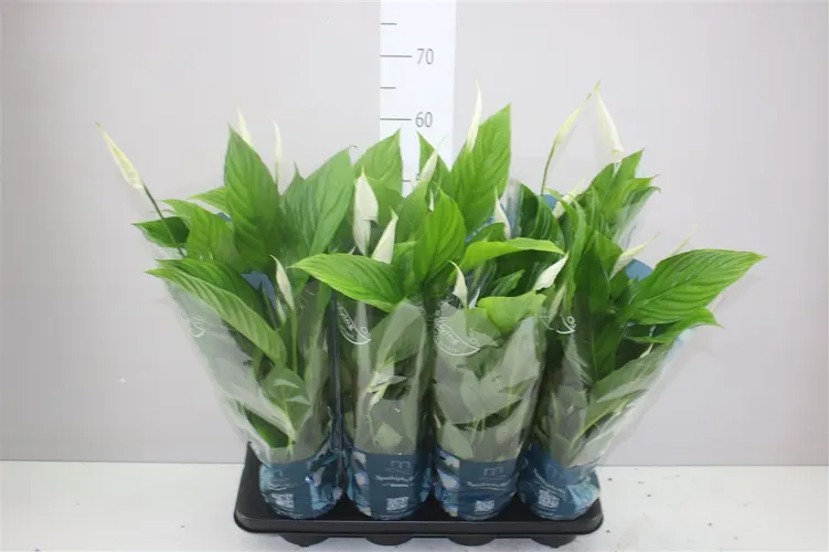 Spathiphyllum Strauss črepník 13 cm