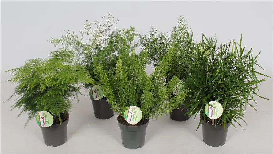 Asparagus Gemengd črepník 12 cm