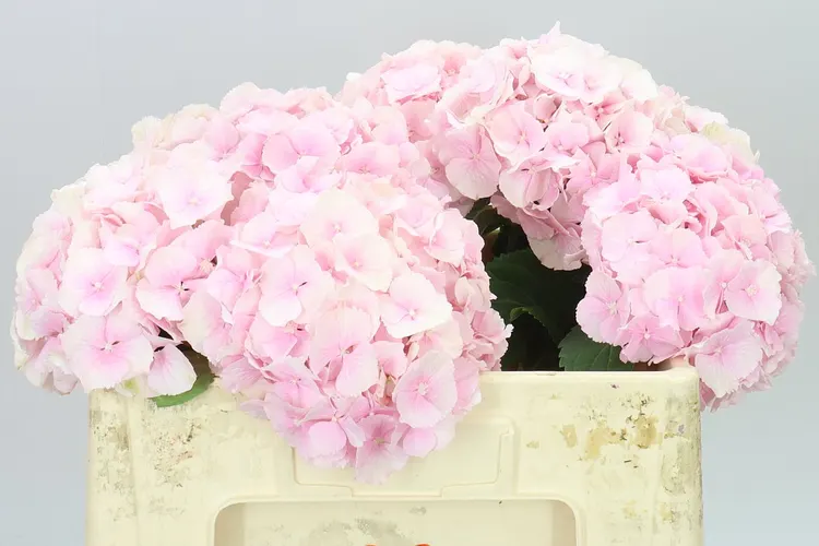 Hydrangea Verena Pink Pale 50 cm
