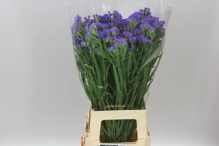 Lim. S Cry Dark Blue 75 cm