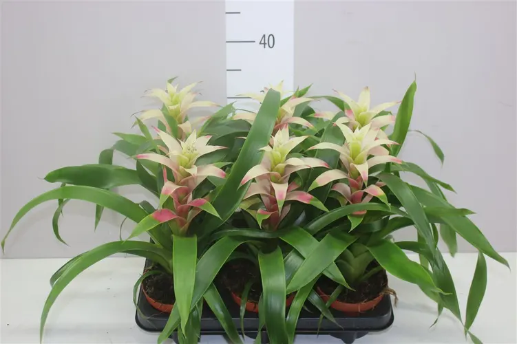 Guzmania Kronos črepník 12 cm