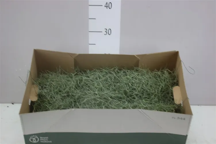Tillandsia Usneoides 50cm