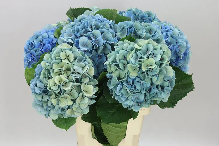 Hortenzia Mammoet Blue Classic 65 cm