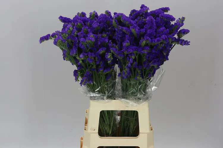 Lim. S Blue Imp 60 cm