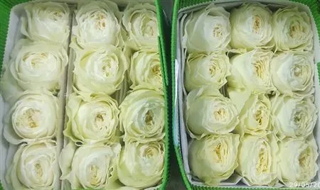 Rosa Gr Ec Cold Play 70 cm