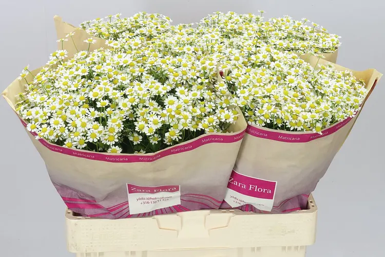 Matthiola a Tanacetum (hlavný sklad)