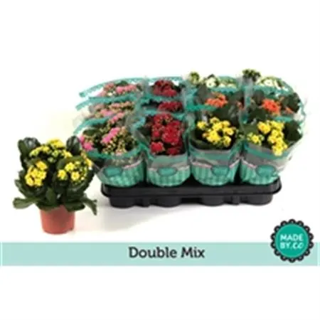 Kalanchoe Calandiva Mix črepník 9 cm