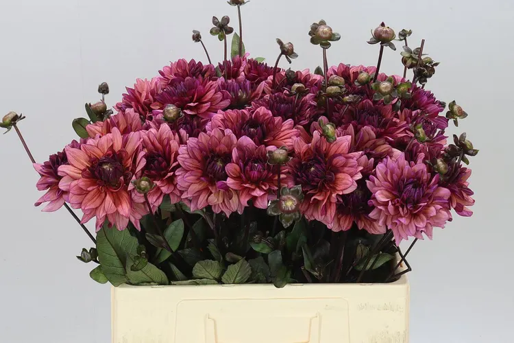 Dahlia Molly Raven 60 cm