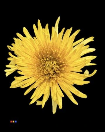 Chryzantéma veľkokvetá Anastasia Sunny Sparkling Gold 70 cm
