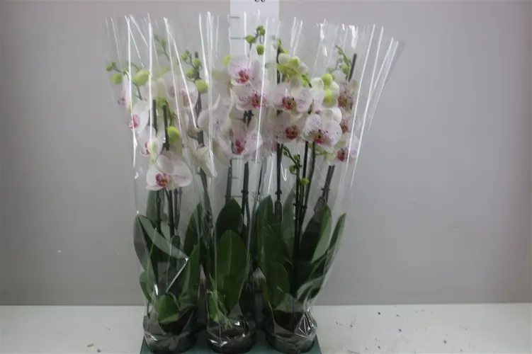 Phal Goya 2 Tak črepník 12 cm