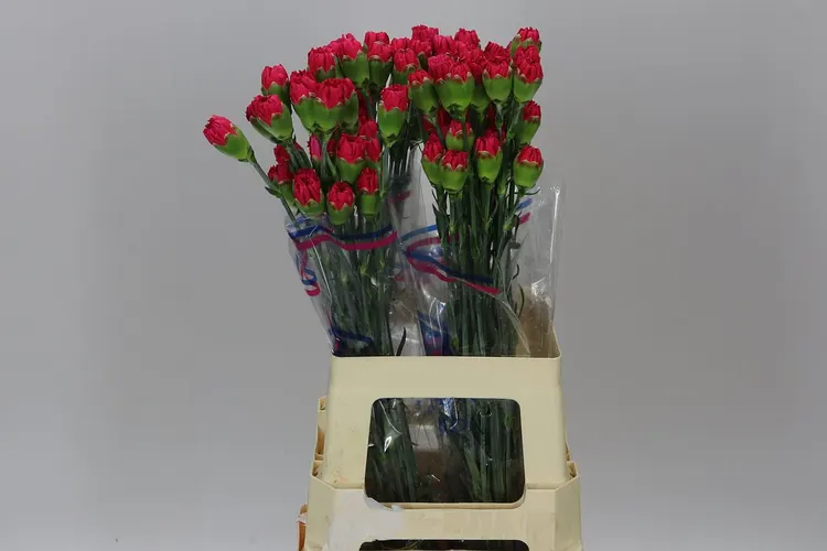Di St Cerise 70 cm