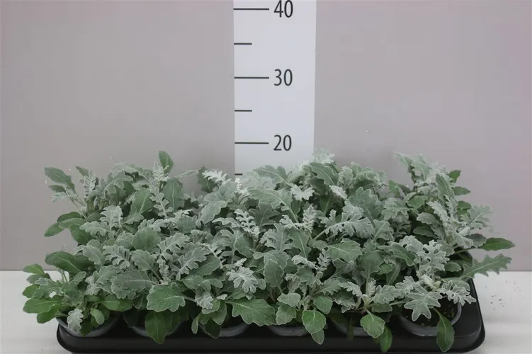 Senecio Cineraria črepník 9 cm