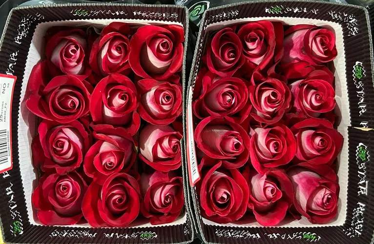Rosa Gr Ec Bluez 50 cm