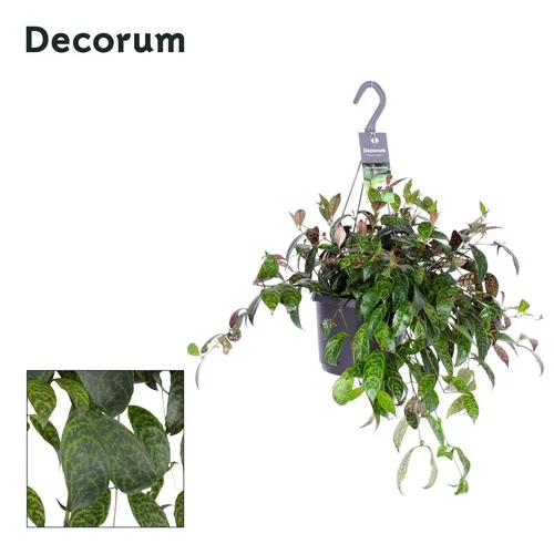 Aeschynanthus Marmoratus, závesný črepník črepník 17 cm