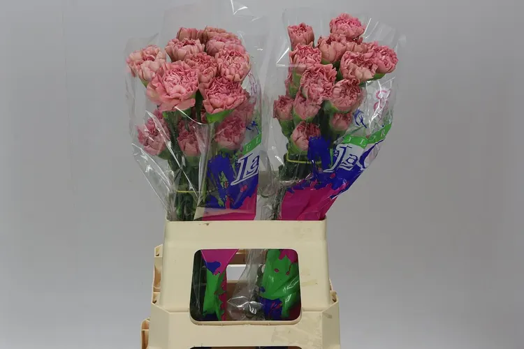 Karafiát Lege Pink 70 cm