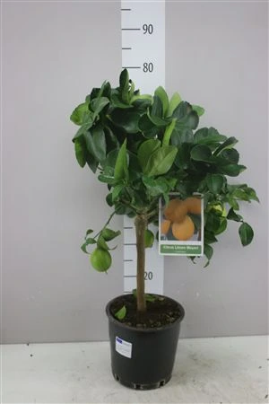 Citrus Limequat na kmienku črepník 22 cm