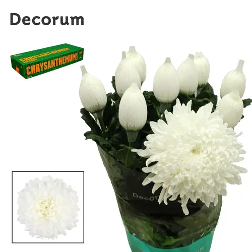 Chr G Stravina 75 cm