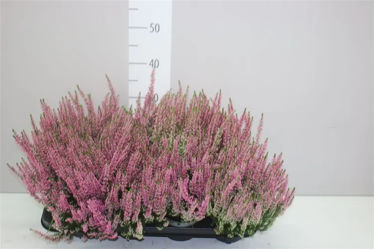 Calluna Beauty Ladies Roze črepník 12 cm