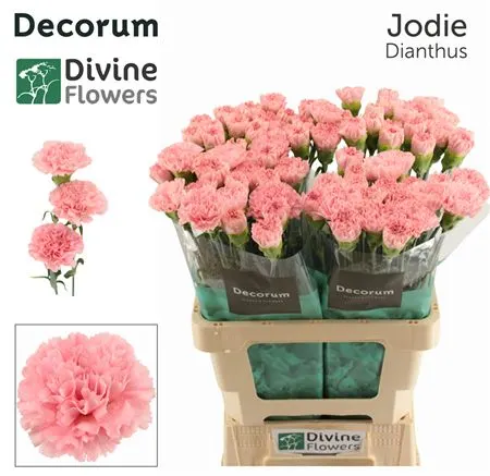 Di St H. Jodie 60 cm