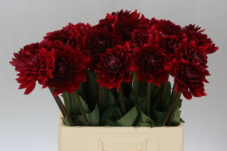 Dahlia Red Runner 55 cm