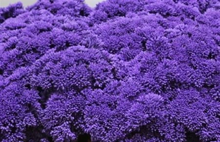 Sedum farbené Purple 55 cm