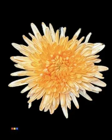 Chr G Topspin Apricot 70 cm