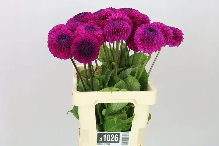 Dahlia Skylark 50 cm